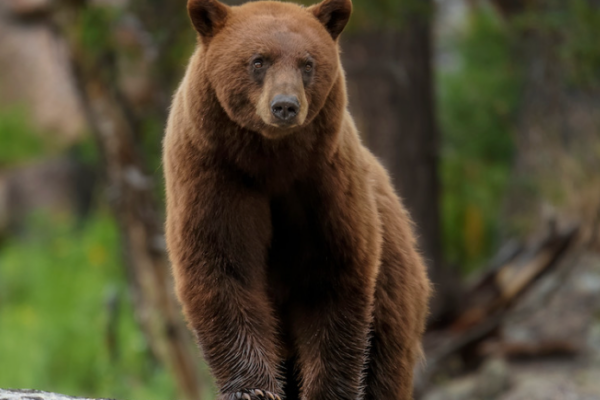 Roars, Snores & Salmon: Fun Facts About the Brown Bear - Anamalz