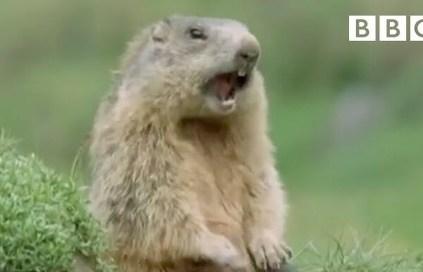 Funny talking animals: Alan!.. Alan!.. Steve! | Walk on the Wild Side - BBC - YouTube